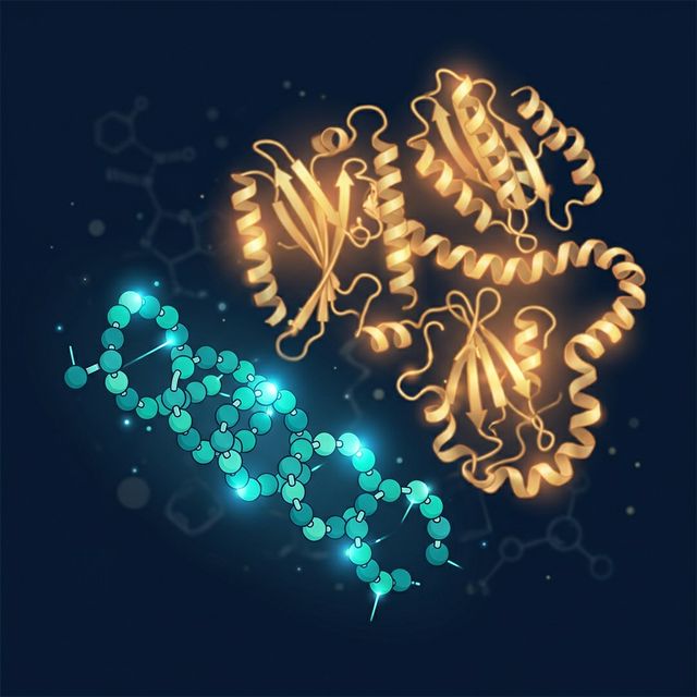 What Is a Peptide? Amino Acids, Chains & Why Size Matters for Bioactivity