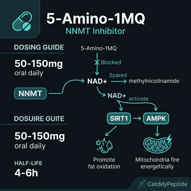 5-Amino-1MQ Dosing Quick Reference 5-Amino-1MQ dosing guide infographic showing dose range 50-100 mg/day (oral), half-life ~4-6 hours (estimated), and reconstitution example